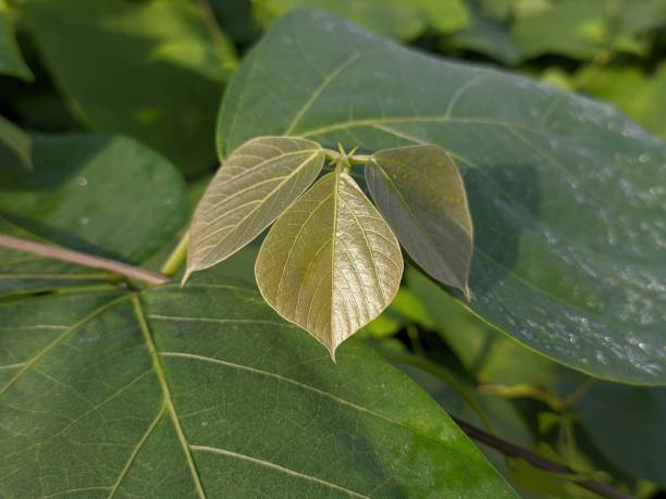 istock Mucuna bracteata leaves are still young 1499061258