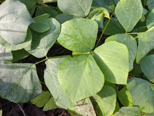 istock Mucuna bracteata plants in the morning 1499061289