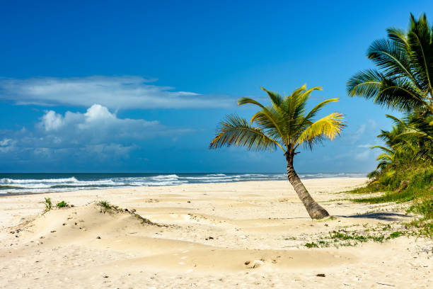 istock Sargi beach with its coconut trees on the sand on a sunny summer day 1499065228