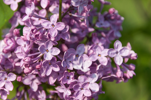 This photograph captures the delicate intricacies of each individual petal, showcasing the lilac's rich purple hue and velvety texture. The vibrant blossoms, in all their glory, invite you to immerse yourself in their enchanting allure. Witness the graceful curves and gentle folds of the petals, revealing the lilac's intricate design.