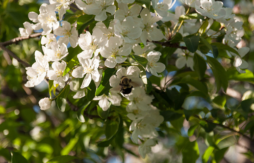White apple blossoms in full spring bloom, exuding a sense of purity and serenity. This vibrant image captures the essence of nature's artistry, as a bumble bee gracefully joins the frame, foraging for nectar amidst the blossoms. Witness the harmonious dance between the delicate flowers and the industrious bee, symbolizing the interconnectedness of life
