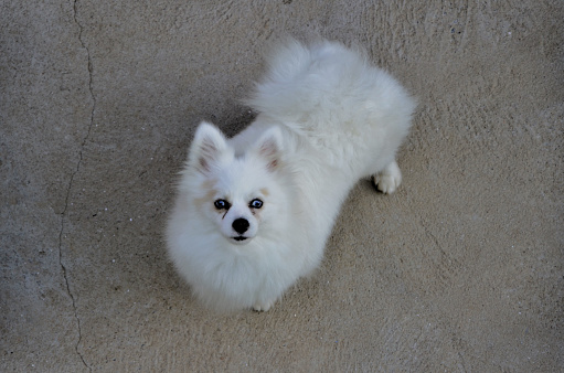 A white German Spitz dog with blue eyes in the yard watching
