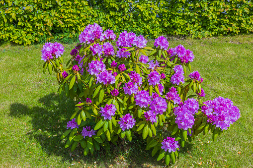 Beautiful view on blooming purple rhododendrons in garden.