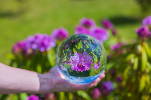 Close up macro view of hand holding crystal ball with inverted image of blooming purple rhododendron.