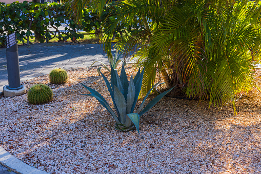 Close-up view of cactus and other tropical plants in hotel flower bed. Aruba.