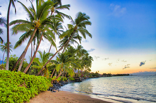 Vintage 1970s film photograph of Kahala beach, Honolulu, beach with several small palm trees growing from the sand.