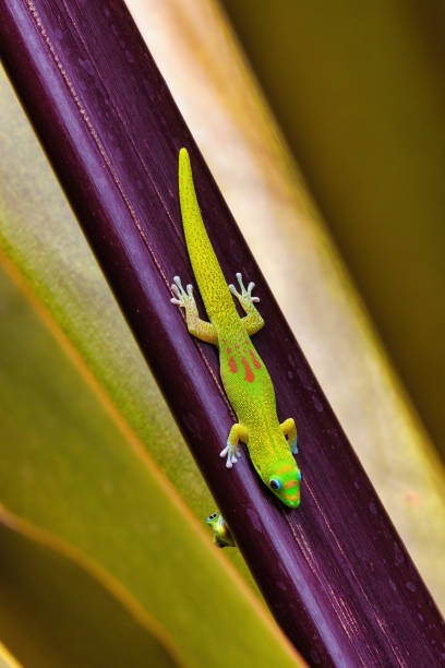 istock Two gold dust geckos resting near each other. 1499076974