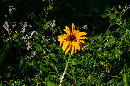 Rudbeckia hirta, commonly called black-eyed Susan, is a North American flowering plant in the family Asteraceae, native to Eastern and Central North America