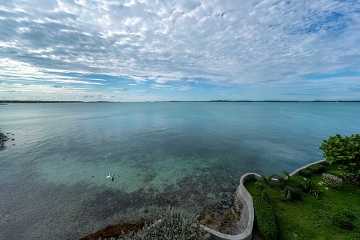 A laughing gull gliding over Elizabeth Harbor near Georgetown, Great Exuma Island, The Bahamas.  Photo by Bob Gwaltney.