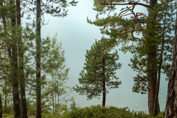 istock Pinus sylvestris by a lake 1499083871