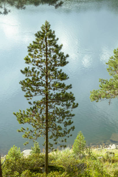 Pinus sylvestris by a lake