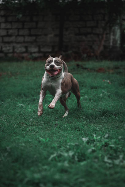 istock american staffordshire terrier, pitbull dog running 1499084169