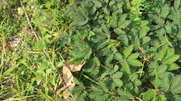 istock shy daughter plant that grows on the ground surrounded by weeds 1499084617