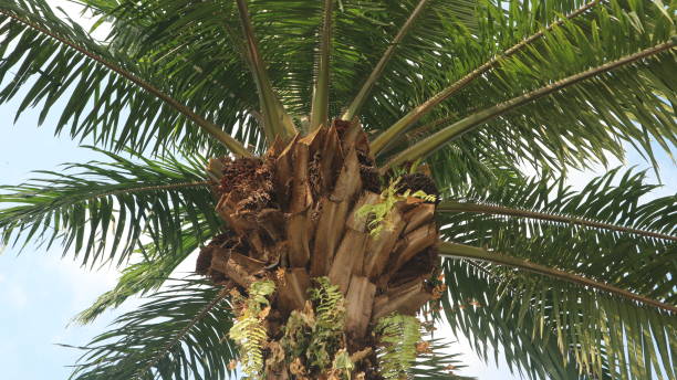 istock immature palm fruit hanging on the tree 1499084670