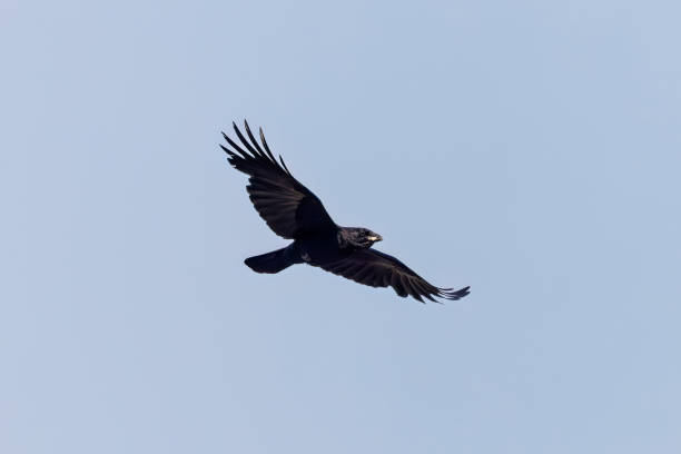 istock The American crow (Corvus brachyrhynchos) in flight. 1499087045
