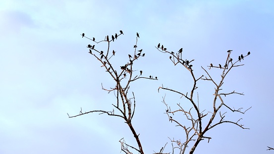 a group of birds sitting on top of a tree, birds on cherry tree, flock of birds, crows as a symbol of death