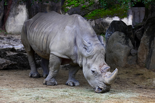 The massive white rhino at Taipei zoo in Taipei Taiwan