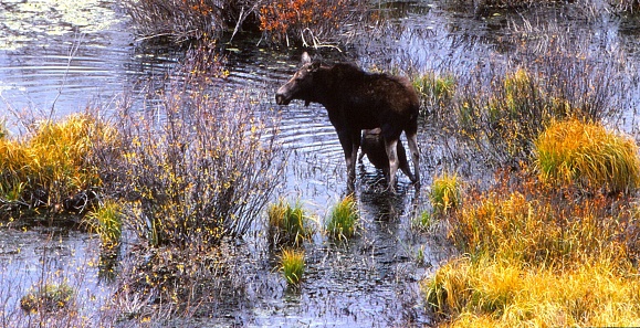 Cow moose standing in a shallow pond surrounded by golden yellow grasses and small willows.  She is suckling a calf which is mostly hidden by the cow's body.