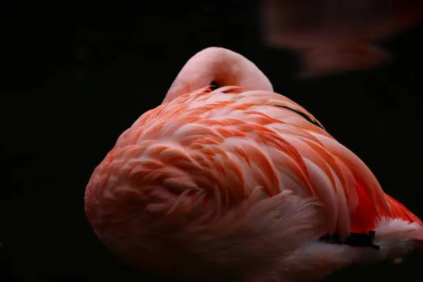 Greater Flamingo (phoenicopterus roseus) at zoo in Taipei Taiwan