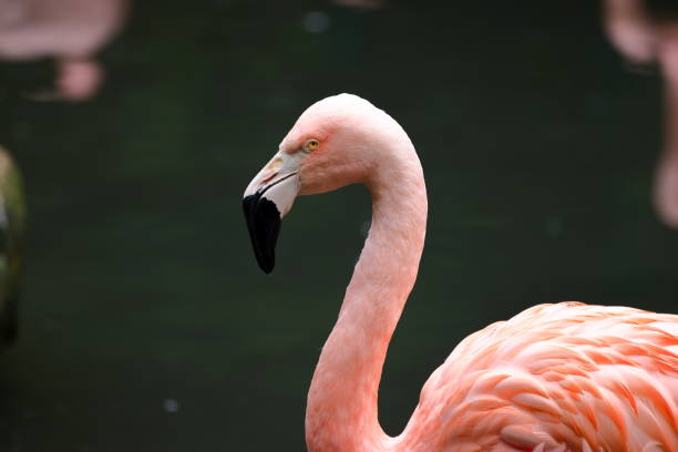 istock Greater Flamingo (phoenicopterus roseus) at zoo 1499093259