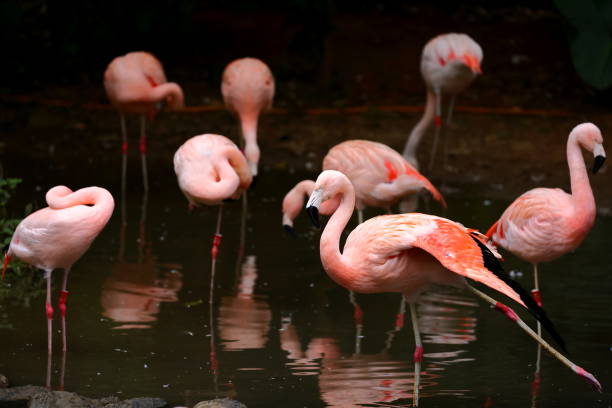 Greater Flamingo (phoenicopterus roseus) at zoo in Taipei Taiwan