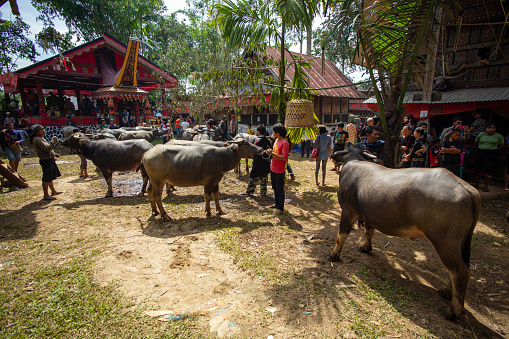 A man herding buffalo at a funeral in Toraja. Buffalo in Toraja before being used as an offering in funeral rituals. Buffalo in Toraja is a very valuable item and can function like a currency.