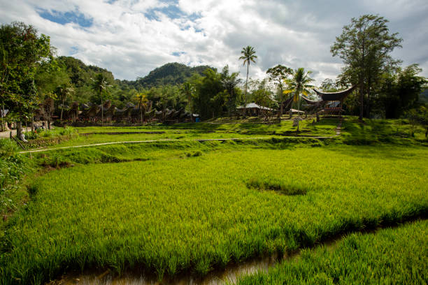 Rice fields that stretch beautifully in Toraja before harvest. You can also see the shape of the rice terraces with Tongkonan, Torajanese traditional house, as the background.