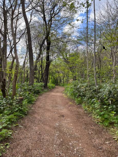 istock The view of the forest in Sapporo 1499096471