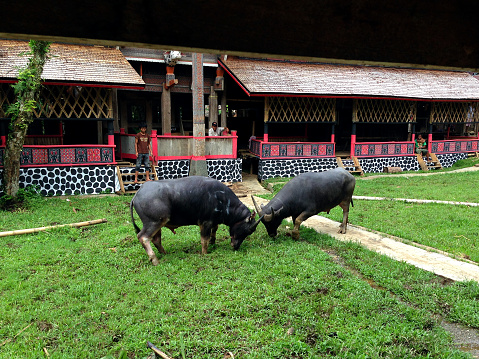 Mappasilaga tedoong or buffalo fight is one of the entertainments at a funeral ceremony in Toraja. The ceremony which can last for one week makes the people at the ceremony need entertainment, one of which is Mappasilaga Tedong