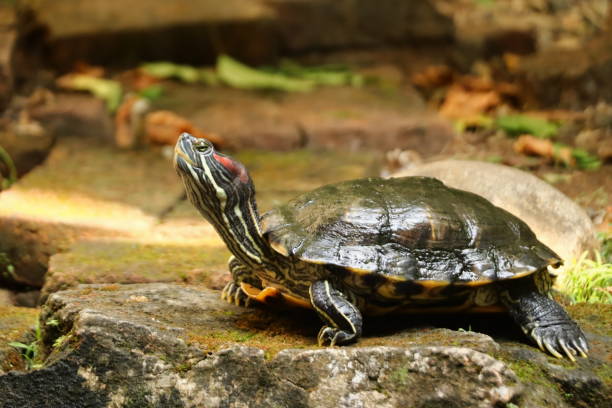 istock a green turtle horse on a rock 1499099996