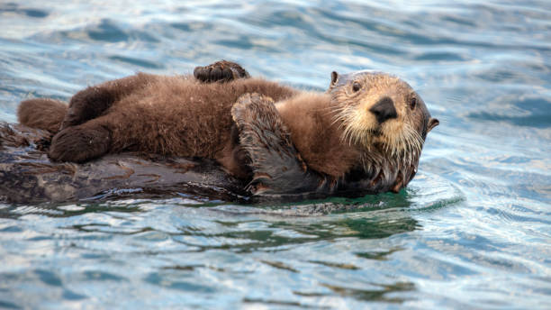 Sea otter mother protectively holding her baby on stomach while swimming in ocean stock photo