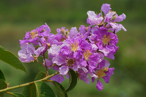 Lagerstroemia loudonii flower or Lagerstroemia floribunda. Beautiful blooming pink-purplish-white blooming flowers on the against the bright morning.