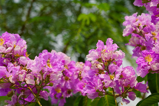 Lagerstroemia loudonii flower or Lagerstroemia floribunda. Beautiful blooming pink-purplish-white blooming flowers on the against the bright morning.