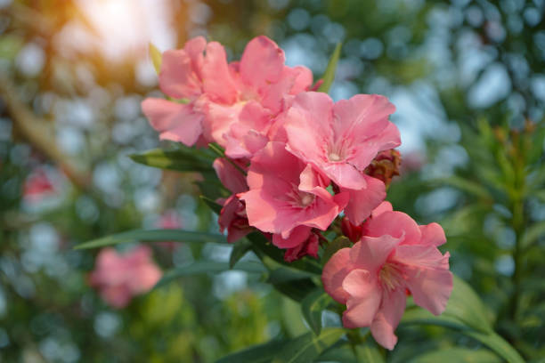 Beautiful of Oleander flower(Oleander Nerium) with bokeh background.