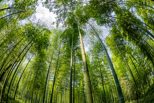 View of green Bamboo Forest of the Arashiyama Bamboo Grove in Kyoto, Japan