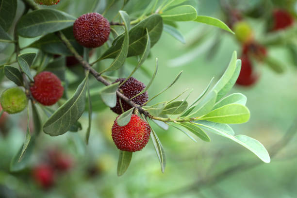 istock Myrica rubra on natural background 1499107390