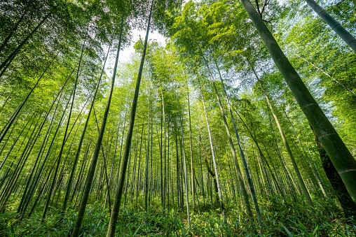Chinese green bamboo forest