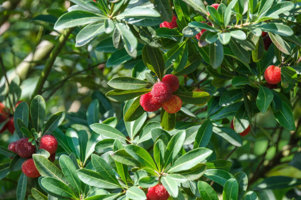 istock Myrica rubra on natural background 1499107590