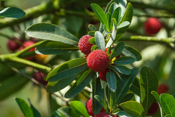 istock Myrica rubra on natural background 1499107793