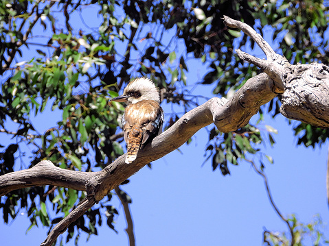 Laughing Kookaburra in eucalpyt tree in the Ballarat Country