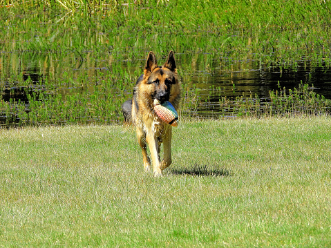 German Shepherd playing with ball on beach and in sea