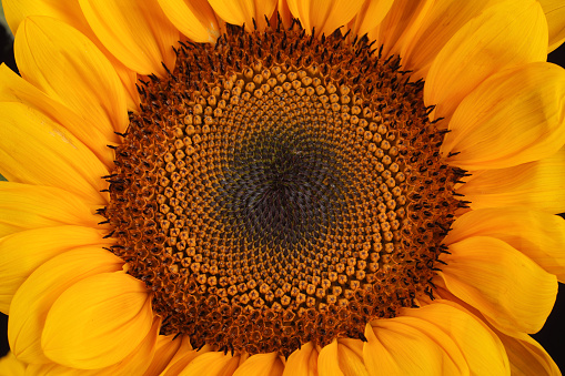 Close up of a sunflower