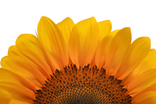 Sunflowers on white background