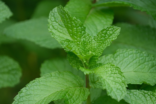 Fresh mint on natural background
