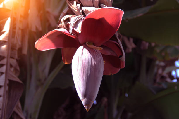 istock the fresh banana blossom on banana tree 1499111174
