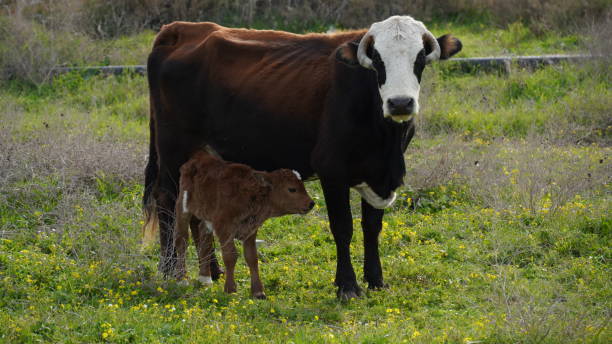 istock Cow and calf  in a meadow. Veal tenderness 1499111200