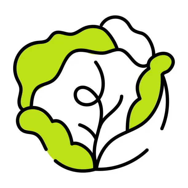 Vector illustration of Cabbage