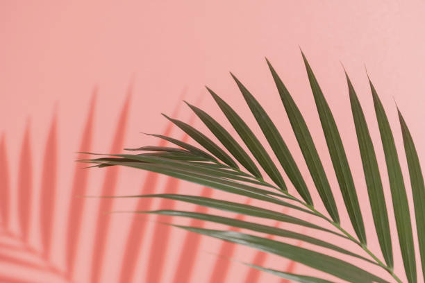 istock Palm leaves on pink background. 1499115264