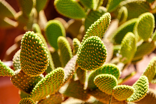 Close up of cactus Opuntia ficus-indica (prickly pear). Morocco, Africa.