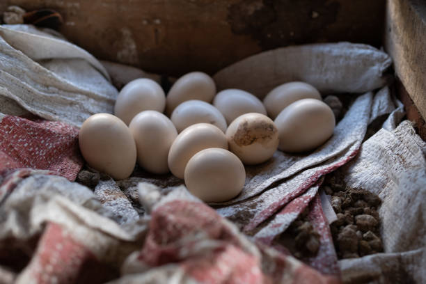 œufs de poule couvés par leur mère - incubation period photos et images de collection